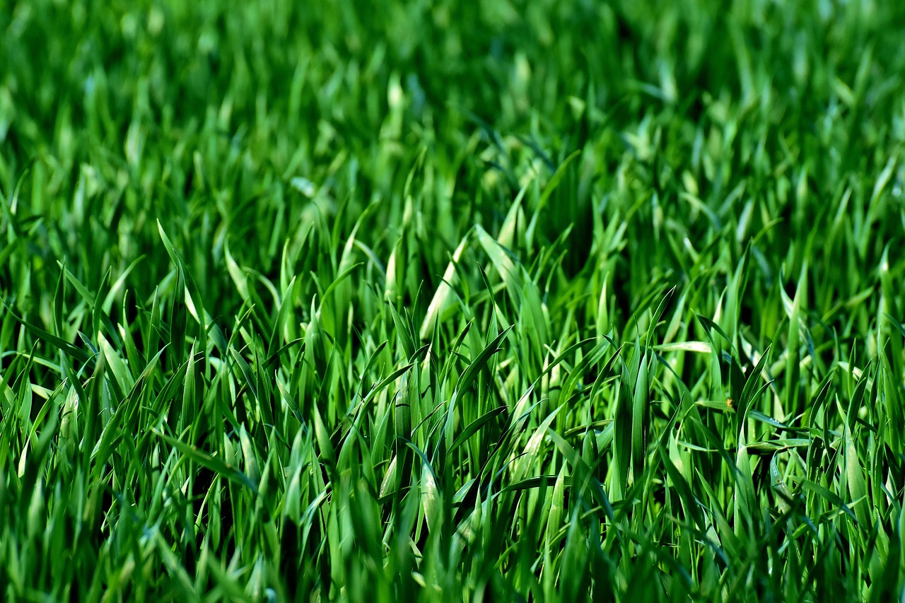Groene wand met luchtzuiverende plantenfilter.
