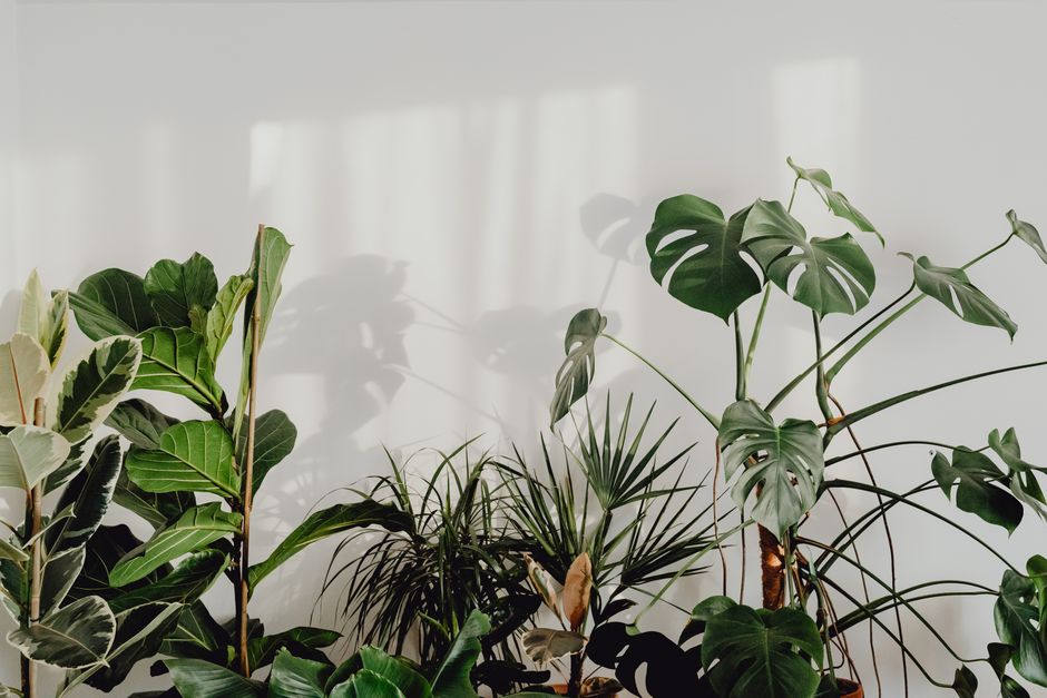 Groene hangplanten in moderne woonkamer. Groene hangplanten in moderne woonkamer.