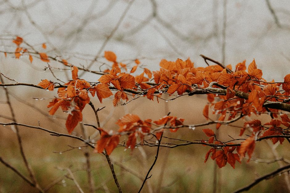 Warme herfstkleuren op canvasschilderijen in gang.